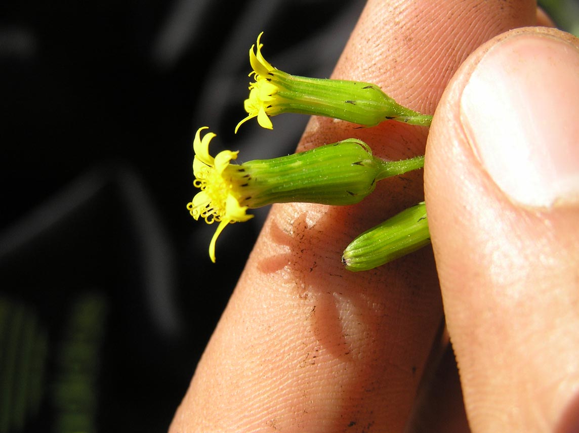 Senecio lividus